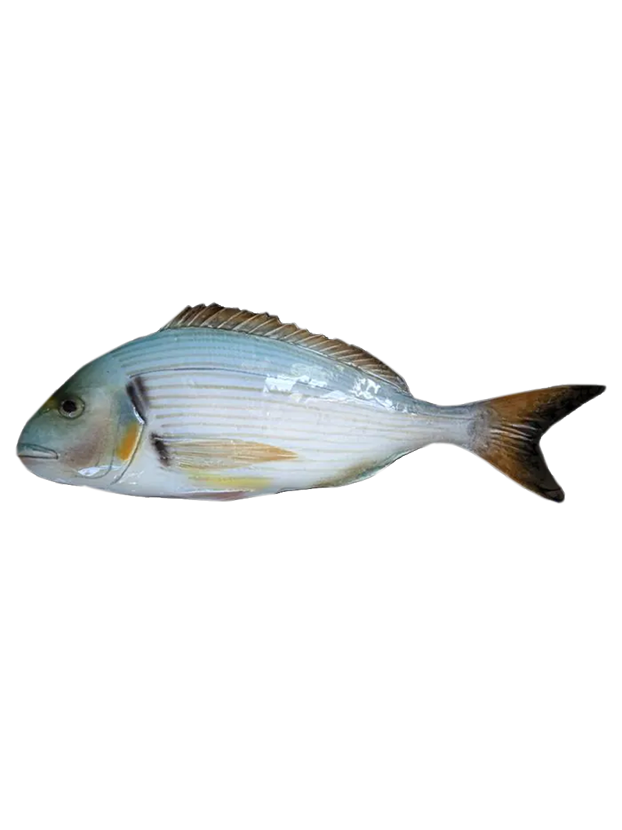 Ceramic Fish - Large Gilt-Head Bream