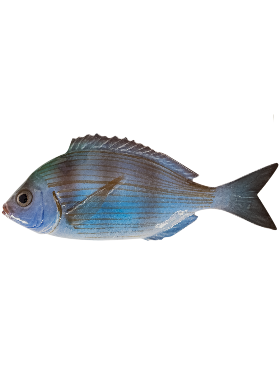 Ceramic Fish - Large Black Seabream