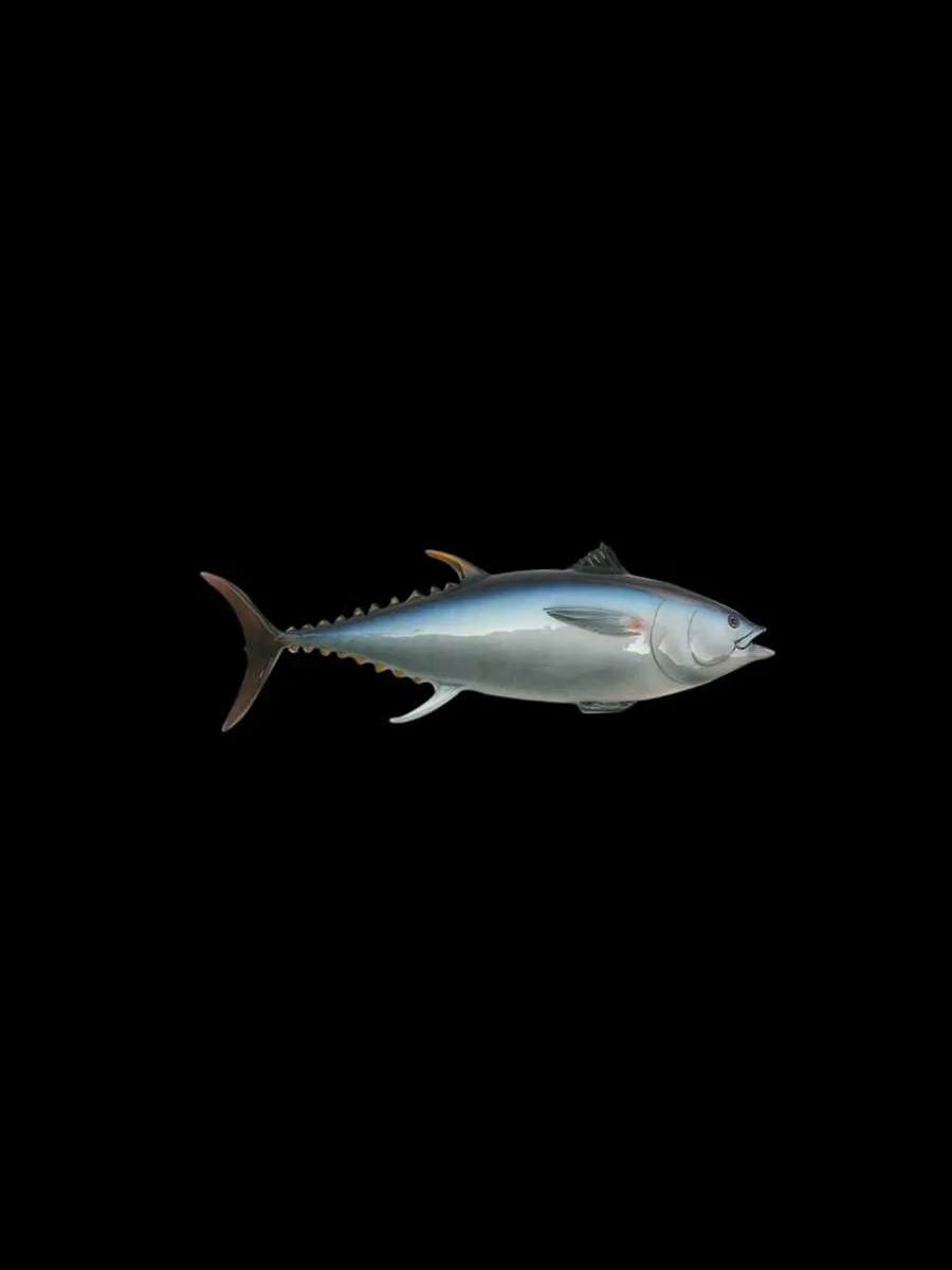 Ceramic Fish - Tuna Magnet